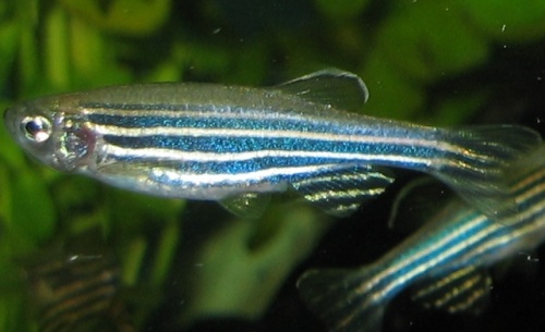 Fisketyper 21