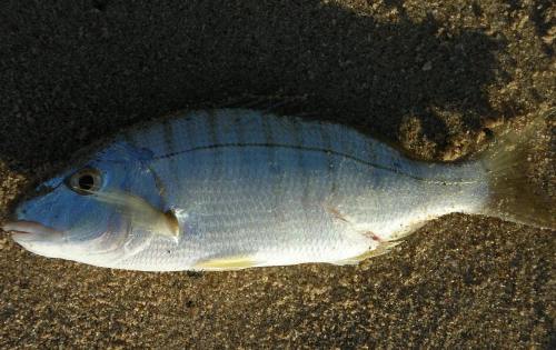 Fisketyper 22
