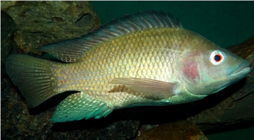 Nílus Tilapia