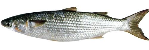 Ferskvandsfiskliste Flathead Grey Mullet