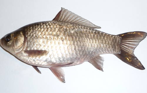 Fisketyper i Indien Almindelig karpe