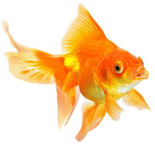 Fisketyper 3