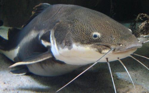 Fisketyper 5