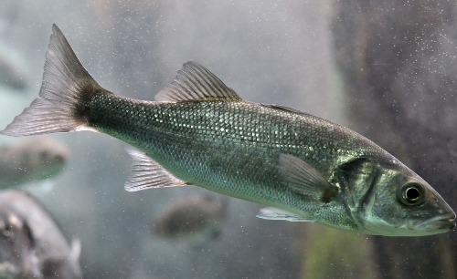 Fisketyper 7