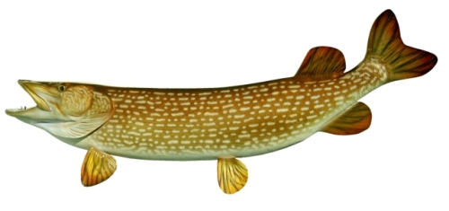 Northern Pike