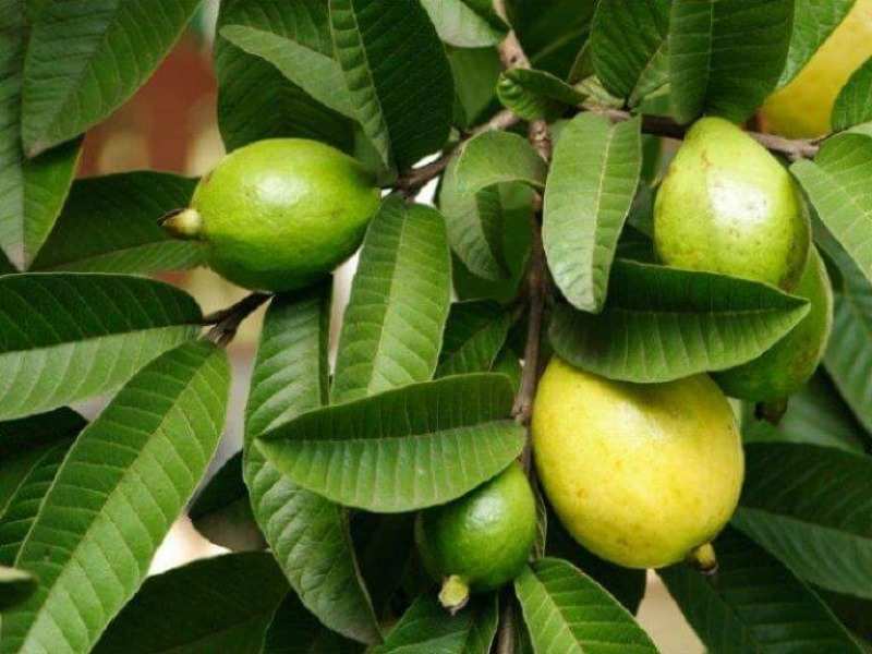 A guava elhagyja a hajat