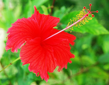 Hibiszkusz haj maszk