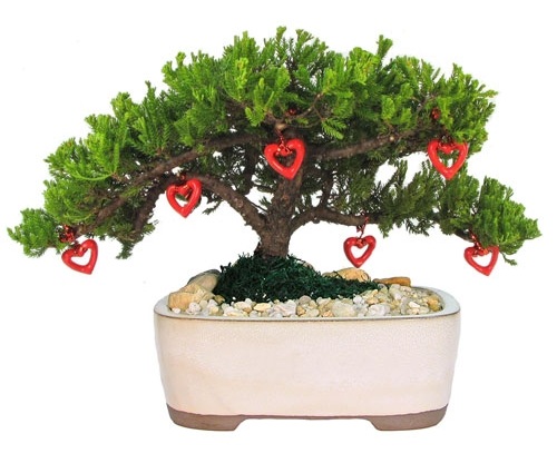 Boróka bonsai ajándék