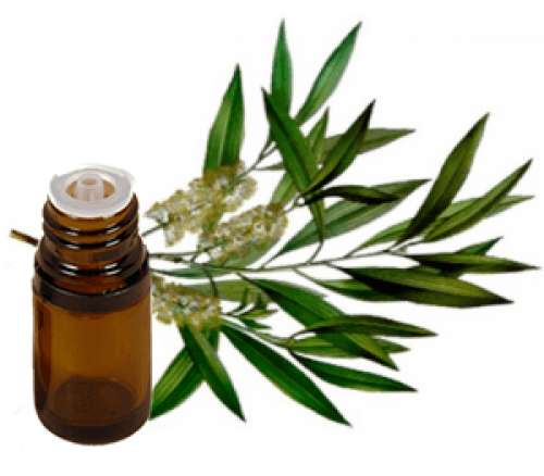 Tea Tree Oil hjemmemekanismer mod lus