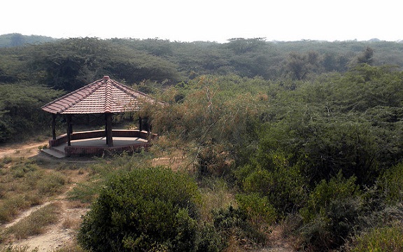 parkok-in-gurgaon-asola-bhatti-vadvilág-szentély