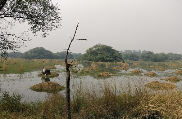 parkok Gurgaonban