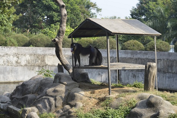 parker-i-jamshedpur-tata-stål-zoologisk-park