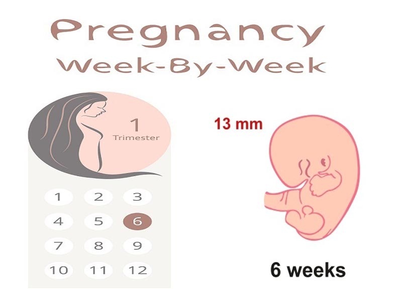 6 hetes terhes