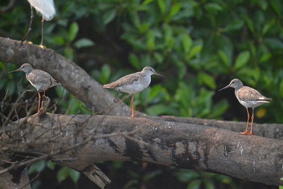 A Salim Ali madárrezervátum