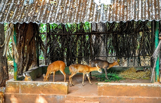 Bondla Wildlife Sanctuary Park Goa