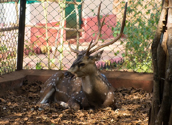 A Cotigao Wildlife Sanctuary