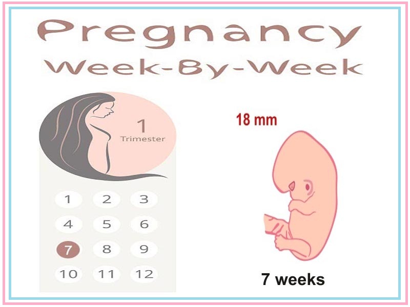7 hetes terhes