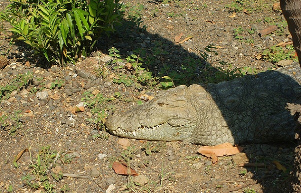 parker-i-dadra-og-nagar-haveli_mini-zoo-og-bal-udyan