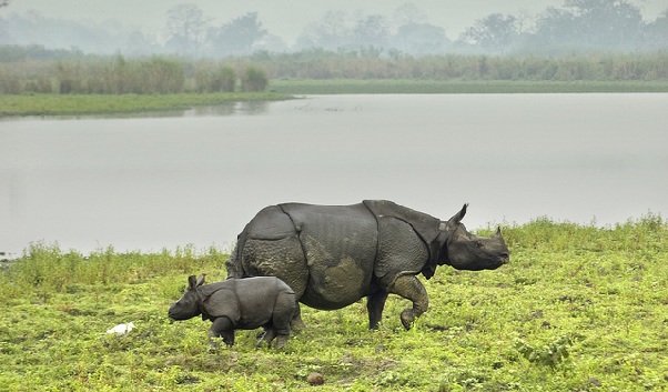 Kaziranga Nemzeti Park