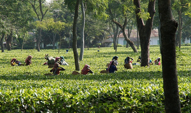 Teplantage i Jorhat