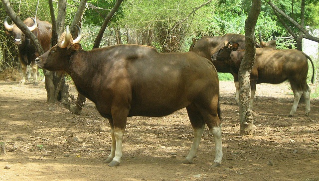 indravati-nationalparker_chhattisgarh-turist-steder