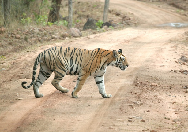 achanakmar-sanctuary_chhattisgarh-turist-steder