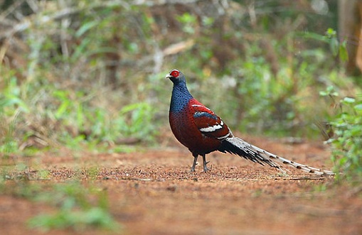 Thorangtlang Wildlife Sanctuary