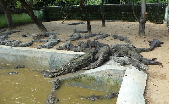 parker-i-coimbatore-amaravati-sagar-krokodille-gård
