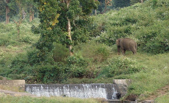 parkok-in-coimbatore-indira-gandhi-vadvilág-szentély-és-nemzeti-park