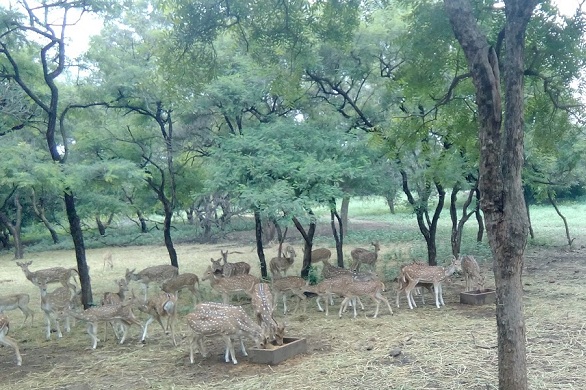 parks-in-andhra-pradesh-mahavir-harina-vanasthali-national-park