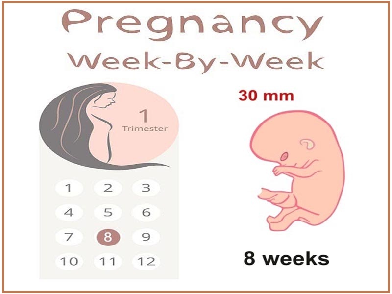 A terhesség 8. hete
