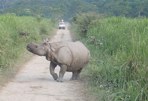 Bryllupsrejse steder i Assam5