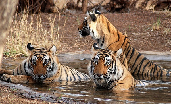 sundarbans_bangladesh-turist-steder