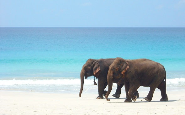 elefanter strandtur