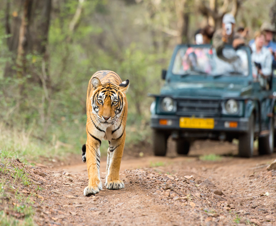 Ranthambore