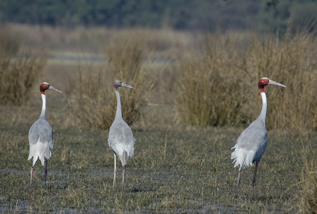 sultanpur-nemzeti-park_haryana-turista-helyek