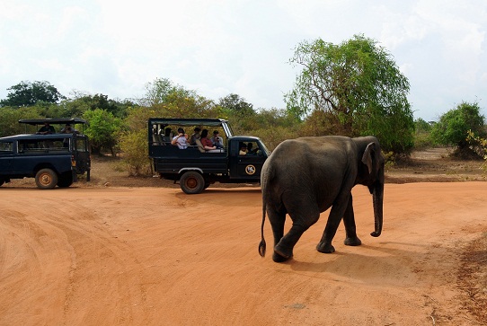 Yala National Park - Bryllupsrejsemål i Sri Lanka