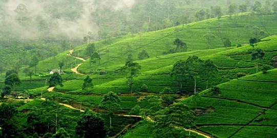 Nuwara Eliya - Nászút célpontok Srí Lankán