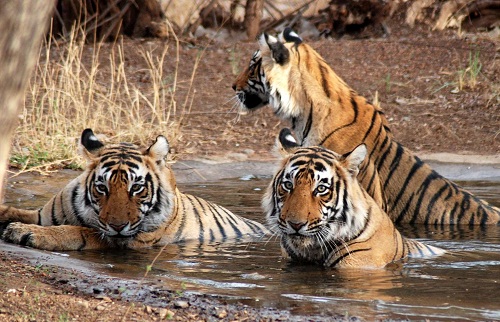 Nászutas helyek Uttaranchalban - Jim Corbett Nemzeti Park