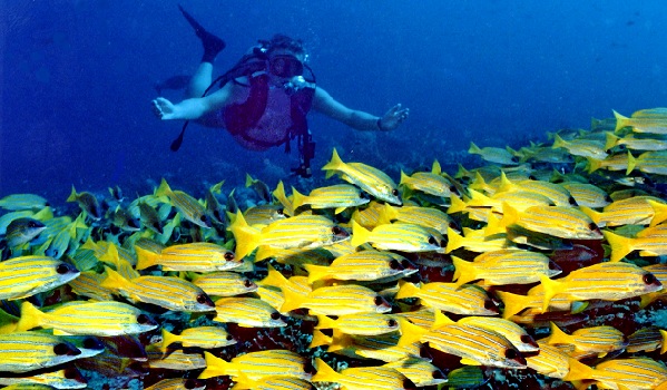 banana-reef_maldives-turista-helyek