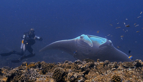 manta-point_maldives-turista-helyek