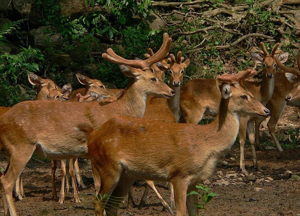 manipur-zoologisk-have_manipur-turist-steder