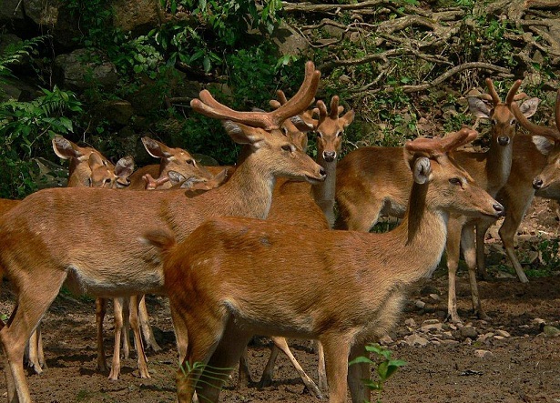 manipur-zoological-garden_manipur-turista-helyek