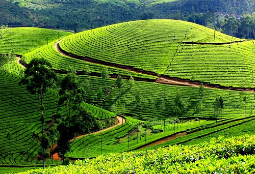 Munnar