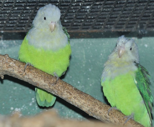 Szürke fej Lovebird