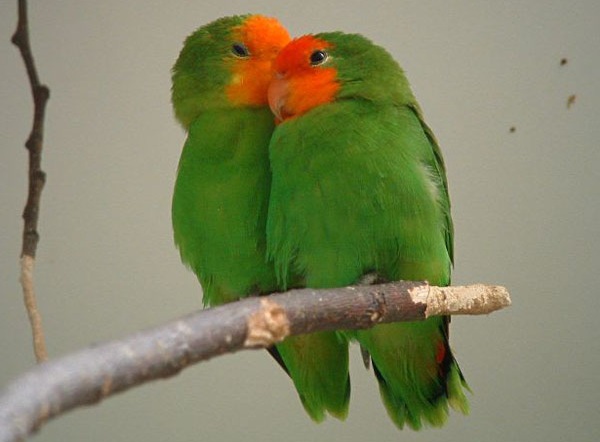 Red Head Lovebirds