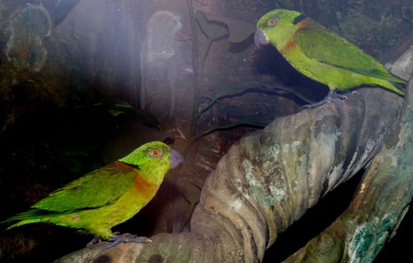 Fekete galléros Lovebird