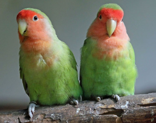Rosy Faced Love Bird