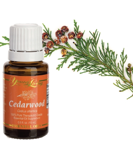 Illóolajok, hogy elkerüljék a terhesség alatt-Cedarwood