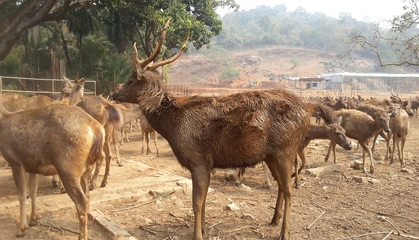 assam-state-zoo-og-botanisk-have-guwahati-turist-steder